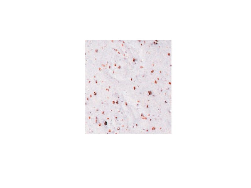 Cinelli Cork Lenkerband (weiß)